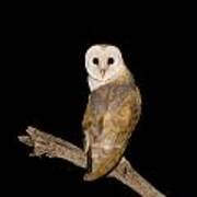 Barn Owl Tyto Alba Poster