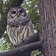 Barred Owl 2a Poster