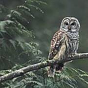 Barred Owl Poster