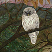 Barred Owl Poster