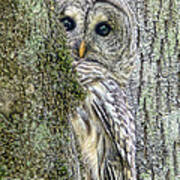 Barred Owl Peek A Boo Poster