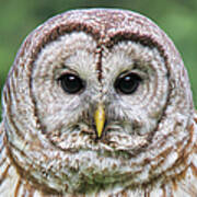Barred Owl Portrait Poster