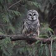 Barred Owl Stare Down Poster