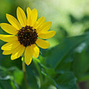 Beach Sunflower Poster