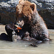 Bear Cub Poster