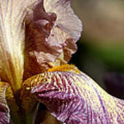 Bearded Iris #1 Poster