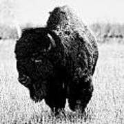 Beautiful Bison Black And White 6 Poster