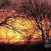 Fiery Dawn Trees Poster