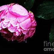 Beautiful Peony Poster