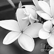 Beautiful Plumeria In Black And White Poster