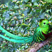 Beautiful Quetzal 3 Poster