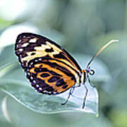 Beautiful Red Cracker Butterfly Poster