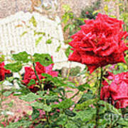 Beautiful Red English Roses With White Bench Poster