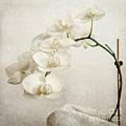 Beautiful White Orchid Ii Poster