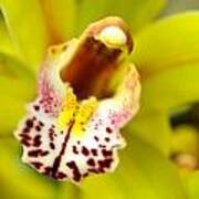 Beautiful Yellow Orchid Poster