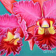 Beauty Of A Flower - Cattleya Orchid Poster