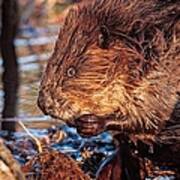 Beaver Eating Bellamy Resrvoir. Poster