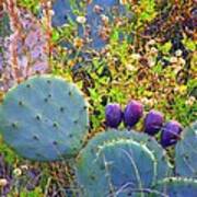 Beavertail Cactus Poster