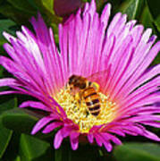 Bee Collecting Pollen On Pigface Flower Poster