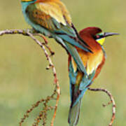 Bee-eaters In Love Poster