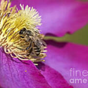 Bee On Clematis Poster