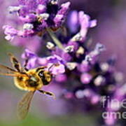 Bee On The Lavender Branch Poster