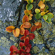 Beech Leaves In Fall Colors Tasmania Poster
