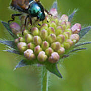 Beetle Sitting On Flower Poster