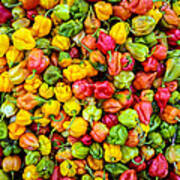 Belize Peppers Ii Poster
