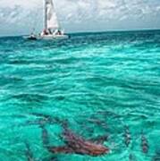 Belize Turquoise Shark N Sail Poster