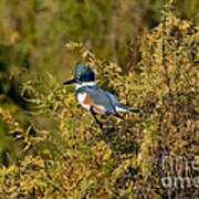 Belted Kingfisher Female Poster