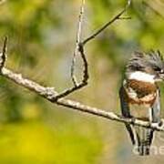 Belted Kingfisher Poster