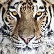 Bengal Tiger Eyes Poster