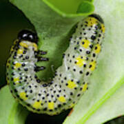Berberis Sawfly Larva Poster