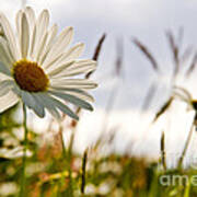 Between The Grass Poster