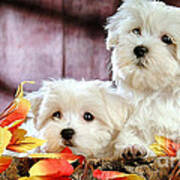 Bichon Puppies Poster