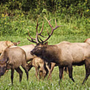 Big Arkansas Bull Elk With Harem Poster