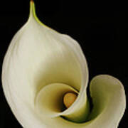 Big Bold Calla Lily On Black Poster