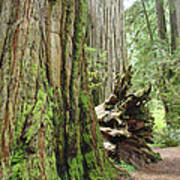 Big California Redwood Tree Forest Art Prints Poster