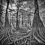 Big Cypress Tree Roots Poster