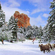 Big Horn Sheep At Glen Eyrie Poster