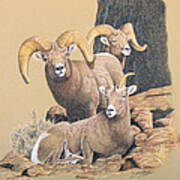 Bighorn Sheep Poster