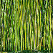 Biltmore Bamboo Poster