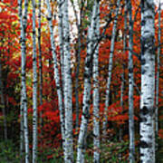 Birch Cluster In Fall Poster