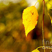 Birch Leaves Poster
