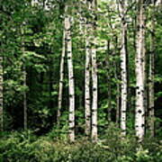 Birch Trees Poster