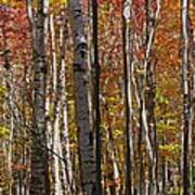 Birch Trees In Autumn Poster