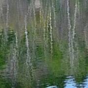Birch Trees Reflected In Pond Poster