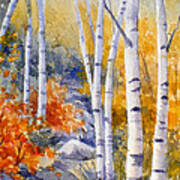 Birches Along The Trail Poster