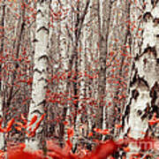 Birches And Beeches Ii Poster